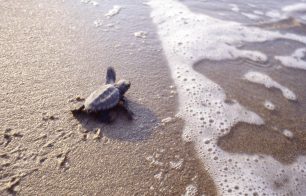 Θαλάσσιες χελώνες: Ένα σημαντικό κομμάτι της φυσικής κληρονομιάς της Μεσσηνίας